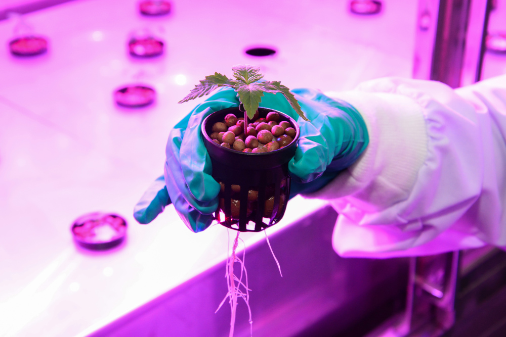 This handout picturereleased March 8, 2019 shows a GPO researcher examining a cannabis plant in an indoor laboratory in Pathum Thani. u00e2u20acu201d Government Pharmaceutical Organisation (GPO) of Thailand handout pic via AFP 